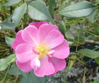 fleurs buzet mcdben