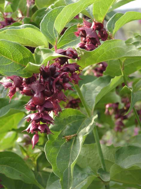 fleurs buzet mcdben