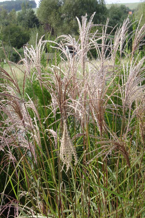 fleurs buzet mcdben