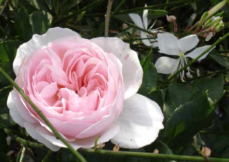 fleurs buzet mcdben